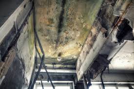 Why You Should Choose Our Mold Remediation Services in Falmouth, VA